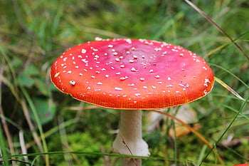 fly agaric, champignon, Skov, rød champignon, fly amanita, amanita muscaria, paddehat, svamp, skov svampe, natur, skovbund