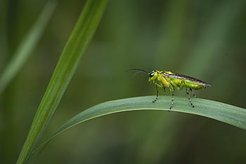 green Sawfly, insect, animal, bug, antenna, leaf, plant, nature, fauna, closeup