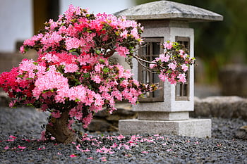 azalea, stone Lantern, japanese Garden, lantern, nature, rhododendron, shrub, flower Wallpaper, flowers, pink Flowers, bloom
