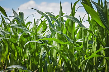 obilné pole, hospodařit, zemědělství, hospodářský dvůr, sklizeň, plantáž, orná půda, pěstování, krajina, venkovský, Příroda