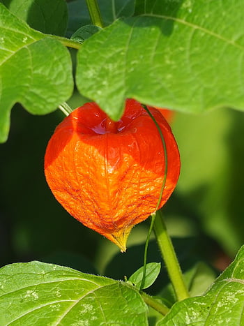 Lampion Květina, physalis alkekengi, židovské třešeň, lilek, listy, zelená, oranžový