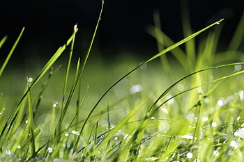 grass, dewdrop, nature, meadow, flora, green Grass, freshness, morning, water Drops, summer, dew