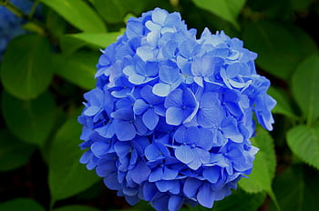 blue hydrangea, vibrant blue, delicate petals, full bloom, close-up flower, purple petaled flower, hydrangea flower, blue flower, garden flower, floral photography, nature photography