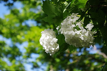 snowball, flowers, viburnum, bloom, white, nature, spring, garden, plant, blossom, green