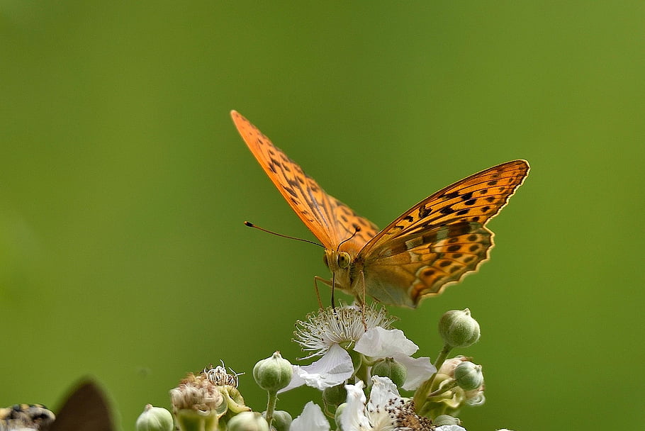 motýl, hmyz, křídla, lepidoptera, rostlin, Příroda, mužský, letní