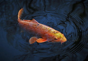 animal, fish, koi, carp-like, swim, water, nature, pond