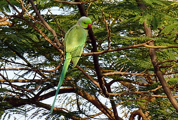 pták, andulka, zelená, tropický, Papoušek, fauna, růže-kroužil papoušek, psittacula krameri, prsten-hrdlem papoušek, rajasthan, Příroda