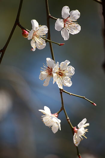 fiore di pruno, sfondo di fiori, fiori di pruno, fiori di primavera, bellissimi fiori, carta da parati floreale, primavera, Repubblica di Corea, natura, albero, bellissimo