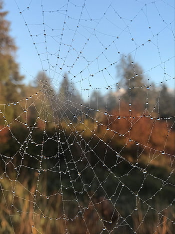 cobweb, spiderweb, dewdrops, nature, droplets, macro, spider, web, dew