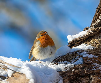 robin, afdeling, sne, perched, fugl, dyr, europæisk robin, robin redbreast, sangfugl, dyreliv, fjer