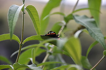 butterfly, red Admiral, insect, nature, summer, flower, colorful, flower Wallpaper, garden, beautiful Flowers, flower Background