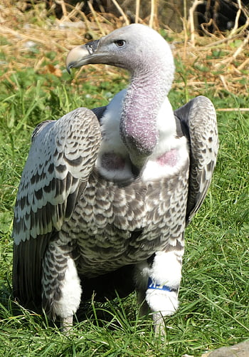 uccello, avvoltoio, ornitologia, genere, fauna, animale, aviaria, uccello rapace, l'avvoltoio di Ruppell, piume, Villaggio Felice