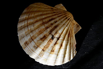 shell, měkkýš, mušle, zvířat, moře, stvoření, námořní, Příroda, oceán, bezobratlých, vodní