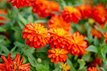 zinnia, kukat, kasvi, kaksinkertainen Zahara, päivänkakkara, oranssi kukka, terälehdet, kukinta, kasvisto, puutarha, luonto