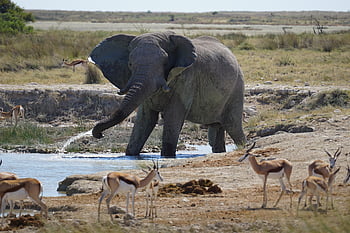 namibie, slon, velký pět, vodní díry, etosha, národní park, springbok, Příroda, safari, pití, zvíře