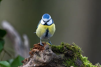 bird, blue Tit, plumage, beak, songbird, feathered Animal, ornithology, bird Watching, forest, chirp, tweet