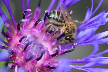 bee, wasp, insect, wing, yellow, beautiful Flowers, flower Wallpaper, flower, animal, nature, summer