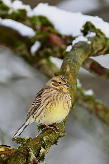 ゴールドアンマー、 鳴き鳥、 女性、 冬、 雪、 森林、 自然