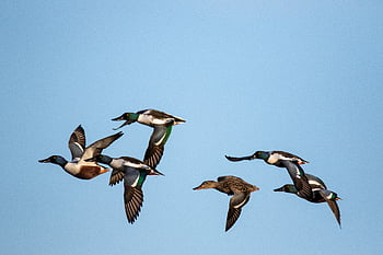 birds, flying, sky, blue, animal, feather, nature, wildlife, wing, flight, fly