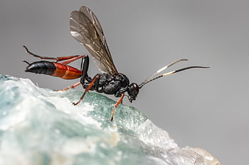 ichneumon osa, Příroda, mouchy, pozadí, izolovaný, létat, hmyz, vystříhnout, šedé pozadí, studio, kámen
