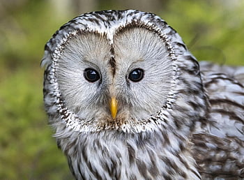 ural Owl, bird, owl, strix Uralensis, nature, wildlife, bird Of Prey, animal, animal In The Wild, carnivore, forest