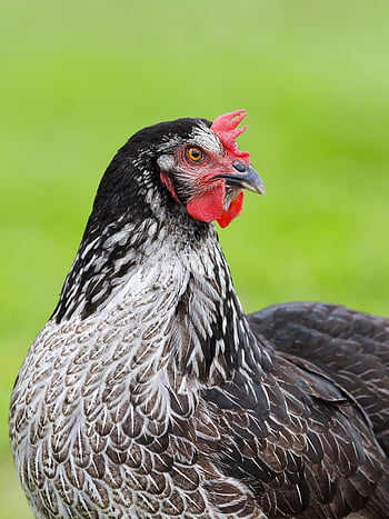 chicken, hen, animal, nature, bird, comb, feathers, plumage, poultry, farm, portrait