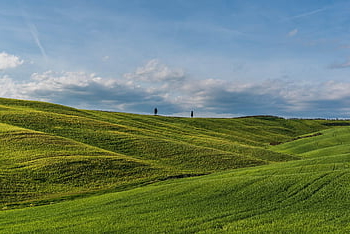 countryside, barley Hill, spring, yellow Flowers, travel, explore, nature, tuscany, italy, trees, blue Sky