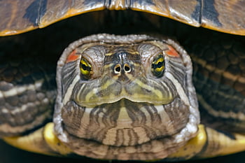 schildpad, hoofd, trachemys scripta, rode oren, neus-, ogen, natuur, dichtbij, rugschild, reptiel, dier