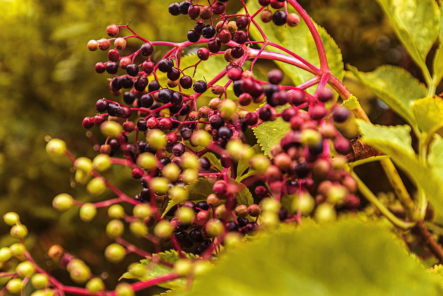 elderflower, elder, fall, leaves, nature, juice, foliage, flora