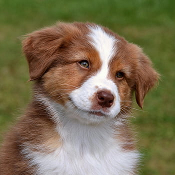 Australian Shepherd puppy, close-up photo, cute dog, fluffy fur, outdoors, puppy, dog, Australian Shepherd, cute puppy, close-up, outdoors photo