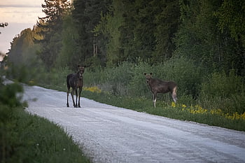 Los, elk, alces alces, volně žijících živočichů, pastvy, pastvina, venkovské scény, zvířata ve volné přírodě, Jelen, zátaras, zvíře
