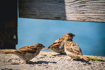 sparrows, birds, perched, animals, feathers, plumage, beaks, bills, bird Watching, ornithology, animal World