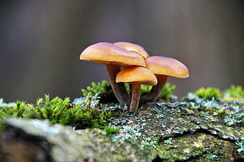 mushrooms, mycology, mushroom, grow, macro, veletonohá, money Box, assembly Pipes, flammulina Velutipes, samtfußrübling, montagerohre