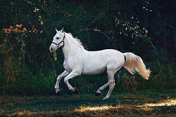 bílý kůň, zelená tráva, majestátní kůň, cválajícího koně, svěží krajina, venkovní scénu, fotografování přírody, fotografování zvířat, fotografování jezdecké, Běh bílého koně, zelené pole