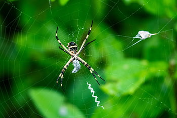 паяк, вид от паякообразни, паяжина, мрежа, кълбо, тъкач, насекомо, буболечка, Arachnophobia, природа, дивата природа