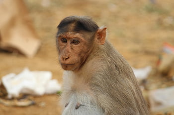 ape, dyr, natur, dyreliv, vill, pattedyr, villmark, gorilla, jungel, aper, monkey fotografering