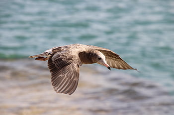 gull, flying, bird, seagull, seabird, water Bird, aquatic Bird, animal, nature, flight, sea