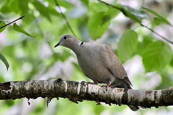 krůtí holub, holubice, streptopelia decaocto, pták, větev, Bříza větev, holubice a holuby, hrdlička, streptopelia, peří, Příroda