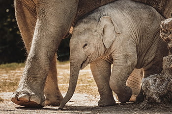 elephant, baby Elephant, animals, wildlife, fauna, zoo, mammals, nature, tierpark Hellabrunn