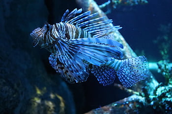 pesce, pesce leone, natura, mare, subacqueo, carro armato, acquario