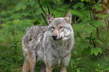 farkas, állat, vadvilág, szürke farkas, canis lupus, ragadozó, ragadozók, emlős, kő, vadon, természet