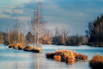 jezero, trávy, soumrak, západ slunce, slunečního světla, voda, stromy, bříza, odraz, les, nálada
