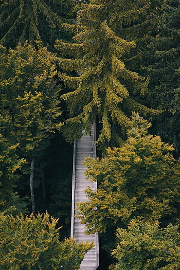 stromy, bavorský les, Německo, zpomalení, les, dbalý, všímavost, Příroda, neuschönau, niederbayern, klid