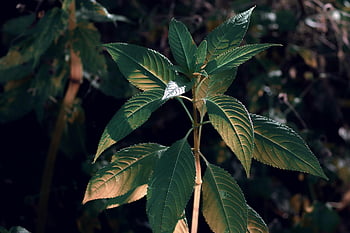kopřivy, urticaceae, Příroda, kopřiva, hořet, naturopathy, léčivé byliny, divoká bylina, divoké byliny, léčivé rostliny, hořící vlasy