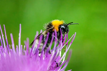 バンブルビー、 紫色の花、 受粉、 爆弾、 蜂、 昆虫、 マクロ、 工場、 動物、 環境、 草
