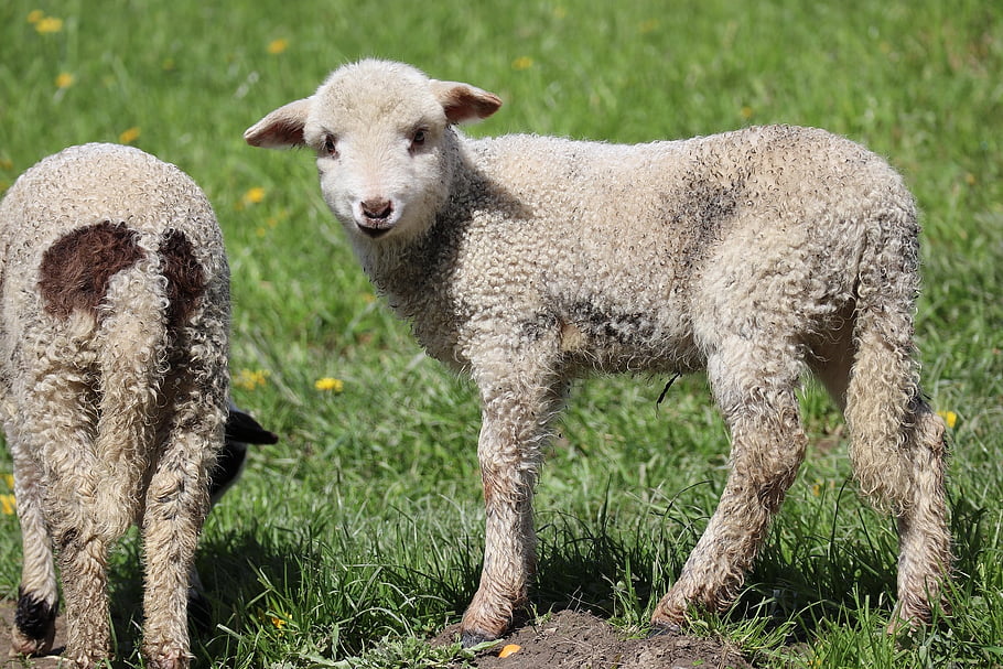 animal, sheep, nature, wool, species, fauna, pasture, mammal