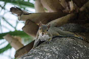 brown squirrel, tree, climbing, wildlife, nature, outdoors, forest, animal, branch, trunk, fur