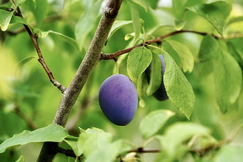 plum, nature, tree, plum Tree, fruit Tree, fruit, stone Fruit, garden, harvest