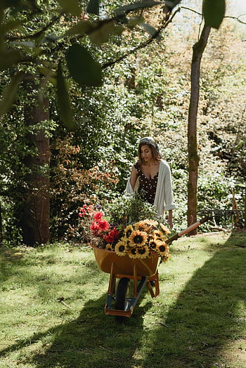 vrouw duwt kruiwagen, tuin-, zonnebloemen, kleurrijke bloemen, natuurlijke schoonheid, buitenshuis, groen, kruiwagen gevuld met bloemen, vrouw in de tuin, natuur, landschap