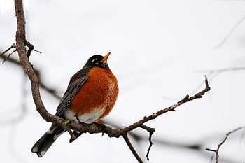 fugl, robin, fjerdragt, amerikansk robin, dyreliv, perched, forår, afdeling, natur